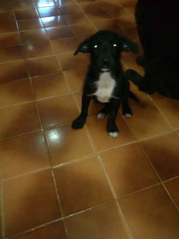 Cachorro ra a SRD idade 2 a 6 meses nome Estopinha