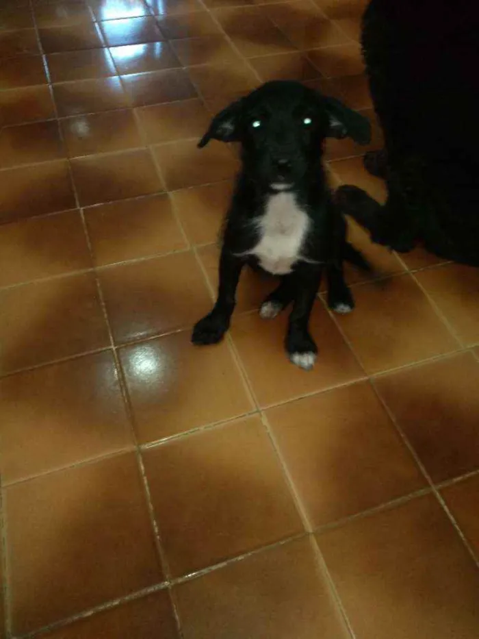 Cachorro ra a SRD idade 2 a 6 meses nome Estopinha