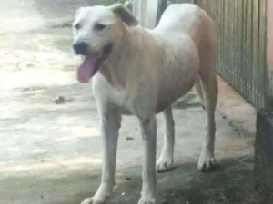 Cachorro raça Misturado com pitbull idade 5 anos nome Floyd