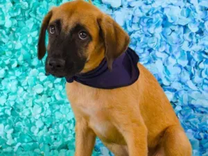 Cachorro raça SRD-ViraLata idade 2 a 6 meses nome Billy