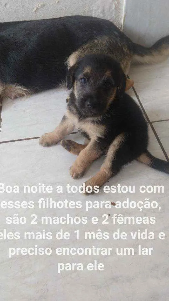 Cachorro ra a Misturado idade 2 a 6 meses nome Sem nome 