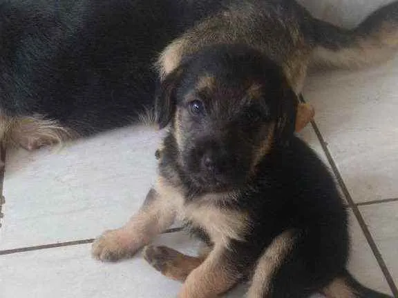 Cachorro ra a Misturado idade 2 a 6 meses nome Sem nome 