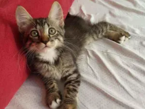 Gato raça Vira lata misturado com angorá idade 2 a 6 meses nome Vários 