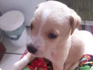Cachorro raça SRD idade Abaixo de 2 meses nome Floco