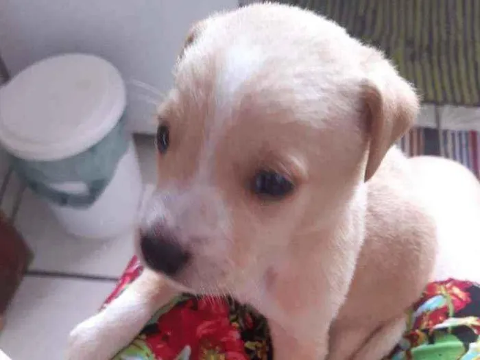 Cachorro ra a SRD idade Abaixo de 2 meses nome Floco