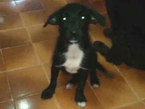 Cachorro raça SRD idade 2 a 6 meses nome Estopinha