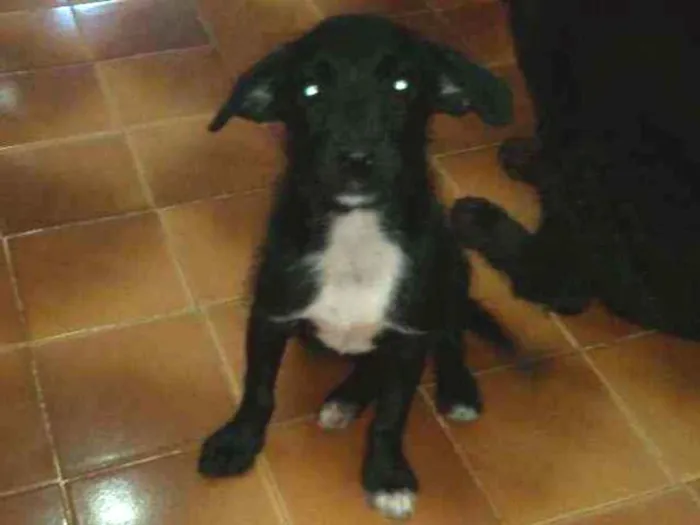 Cachorro ra a SRD idade 2 a 6 meses nome Estopinha