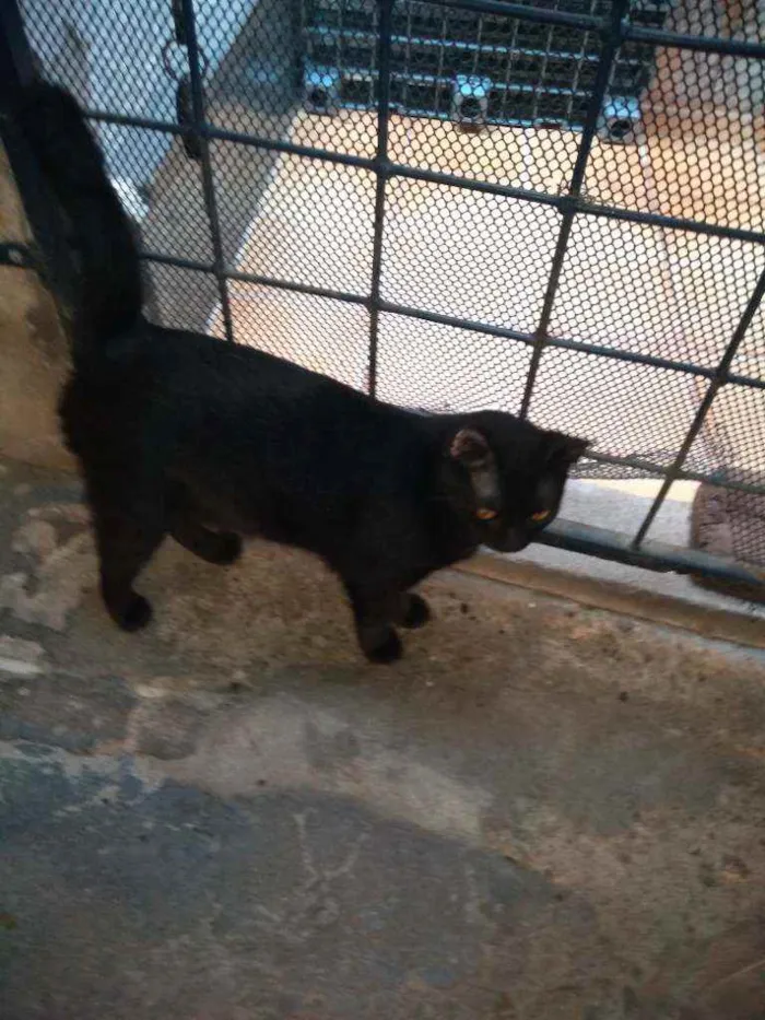 Gato ra a SRD idade 1 ano nome Bela