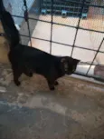 Bela