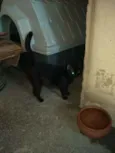 Bela