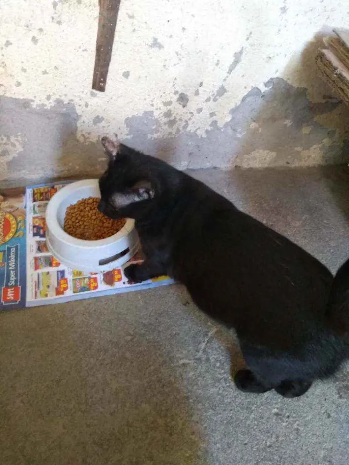 Gato ra a SRD idade 1 ano nome Bela