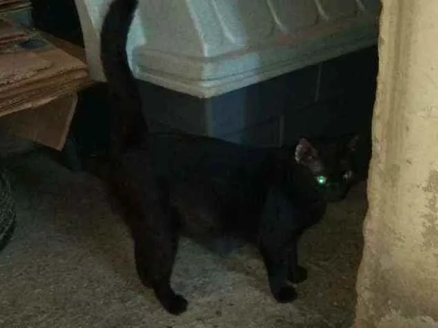 Gato ra a SRD idade 1 ano nome Bela