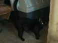 Bela