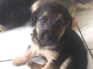 Cachorro raça Misturado idade 2 a 6 meses nome Sem nome 