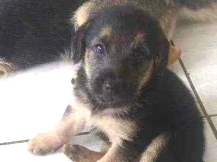 Cachorro ra a Misturado idade 2 a 6 meses nome Sem nome 