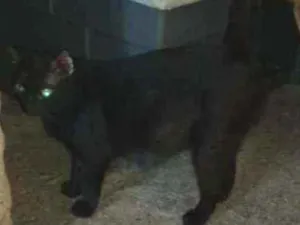 Gato raça SRD idade 1 ano nome Bela