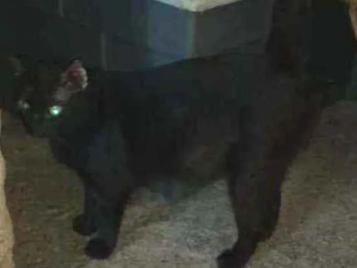 Gato ra a SRD idade 1 ano nome Bela