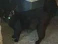 Bela