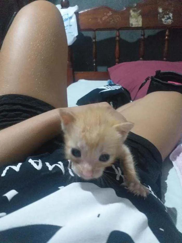 Gato ra a  Nao sei idade Abaixo de 2 meses nome Sem nome