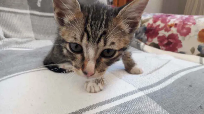 Gato raça Desconheço  idade 2 a 6 meses nome Teo