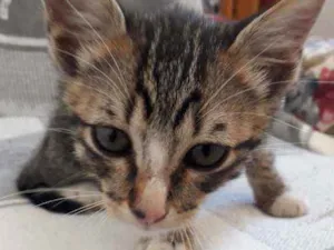 Gato raça Desconheço  idade 2 a 6 meses nome Teo