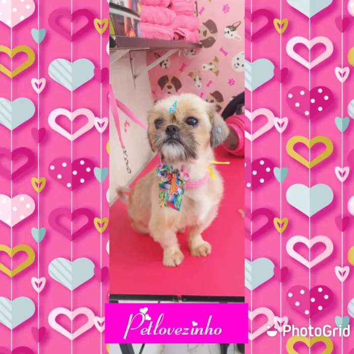 Cachorro ra a Shih-tzu com pequenes idade 2 anos nome Mel
