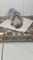 Mel