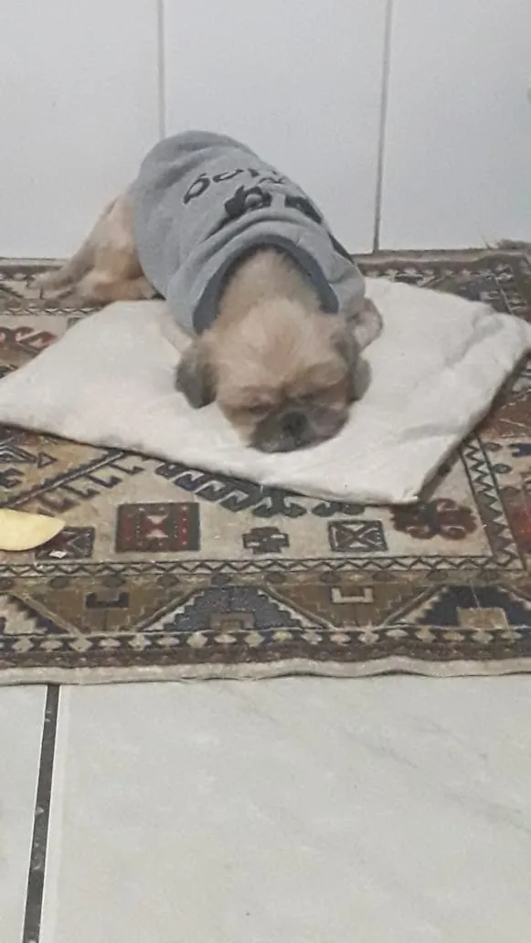 Cachorro ra a Shih-tzu com pequenes idade 2 anos nome Mel