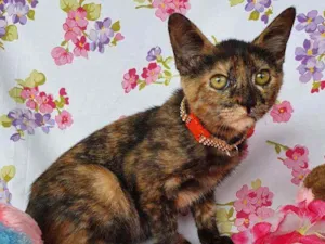 Gato raça SRD idade 2 a 6 meses nome LIZZIE 