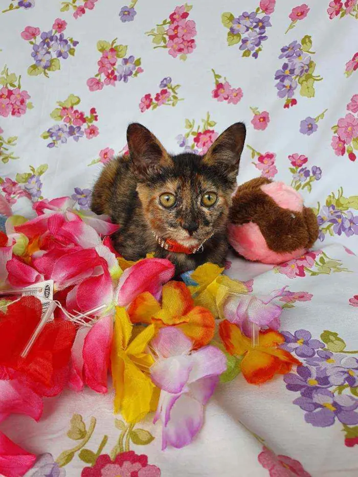 Gato ra a SRD idade 2 a 6 meses nome LIZZIE 