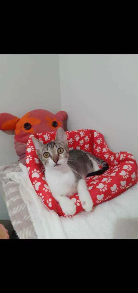 Gato ra a SRD idade 2 a 6 meses nome ATENA