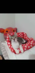 ATENA