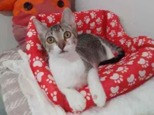 Gato raça SRD idade 2 a 6 meses nome ATENA