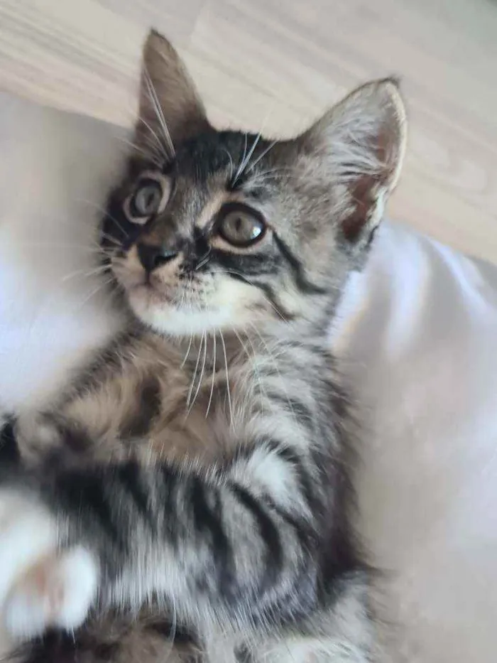 Gato ra a Listrada  idade 2 a 6 meses nome Carta