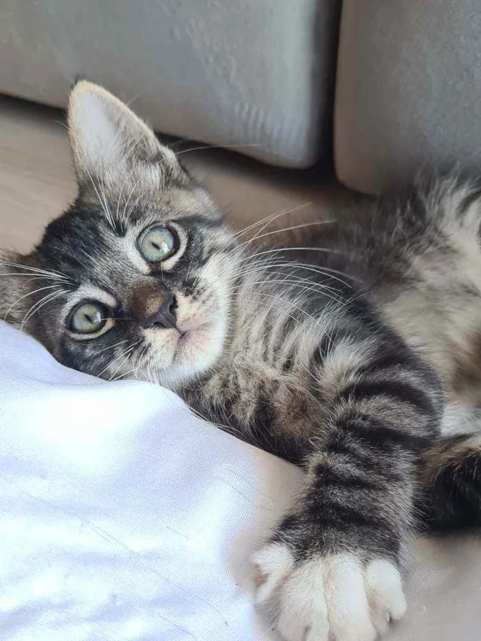 Gato ra a Listrada  idade 2 a 6 meses nome Carta