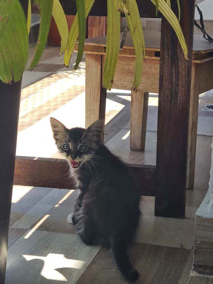 Gato ra a Listrada  idade 2 a 6 meses nome Carta