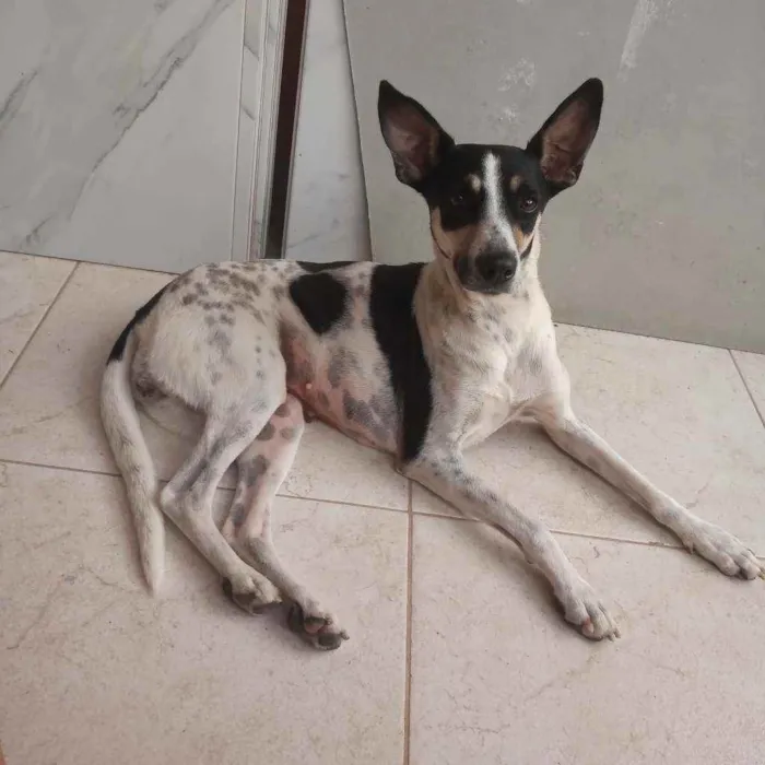 Cachorro ra a Vira lata idade 2 anos nome Pretinha 