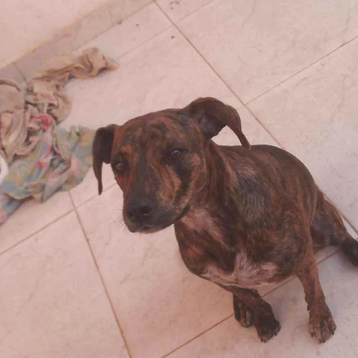 Cachorro ra a Vira lata idade 2 anos nome Kiara