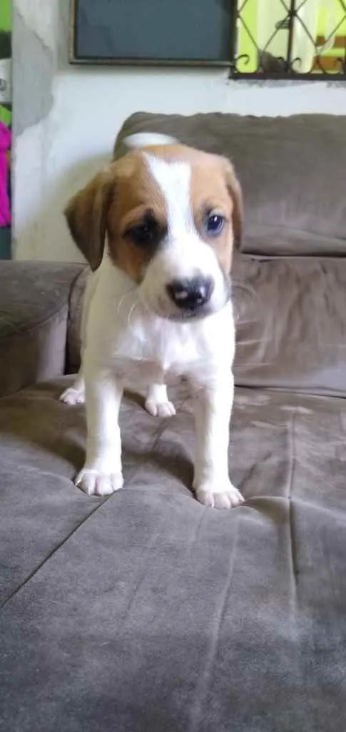 Cachorro ra a SRD idade Abaixo de 2 meses nome Mancha