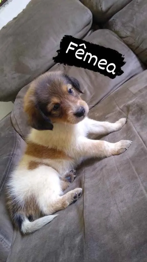 Cachorro ra a SRD idade Abaixo de 2 meses nome Lindinha