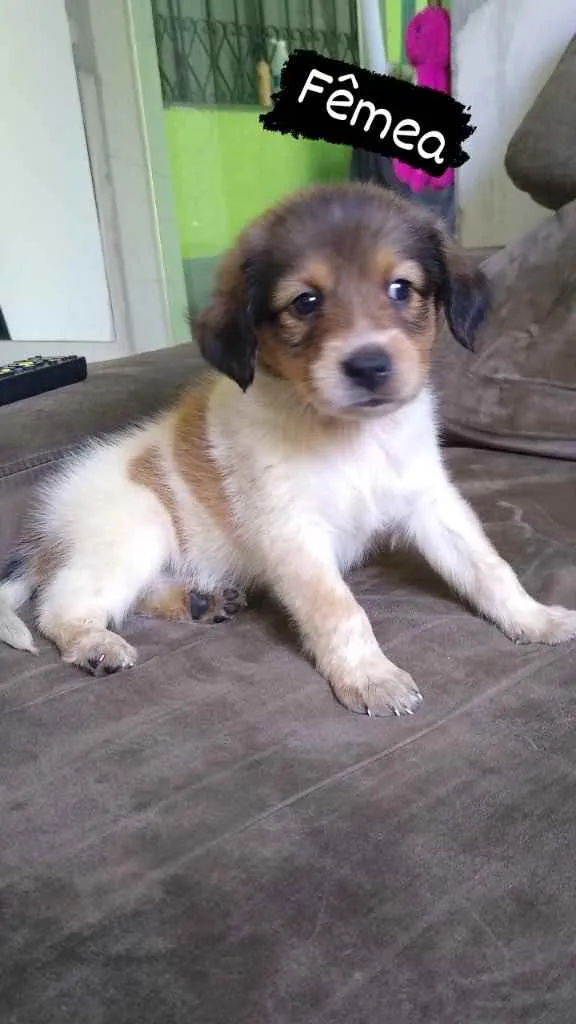 Cachorro ra a SRD idade Abaixo de 2 meses nome Lindinha