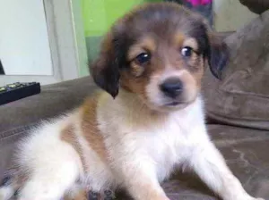 Cachorro raça SRD idade Abaixo de 2 meses nome Lindinha