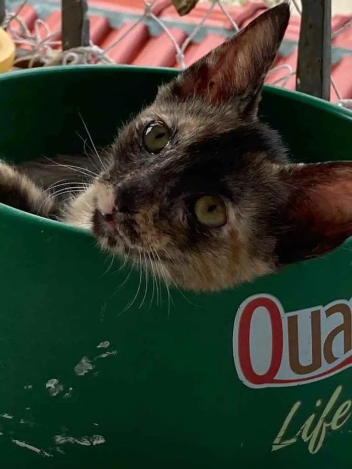 Gato ra a SRD idade Abaixo de 2 meses nome Maui 