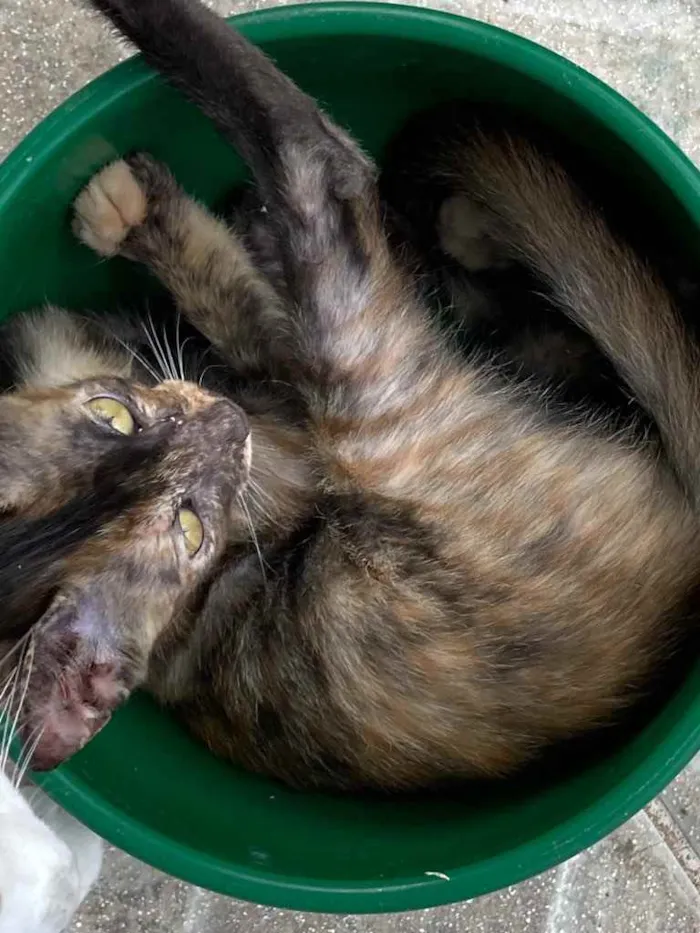 Gato ra a SRD idade Abaixo de 2 meses nome Maui 