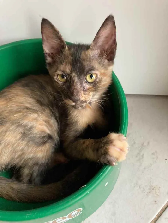 Gato ra a SRD idade Abaixo de 2 meses nome Maui 
