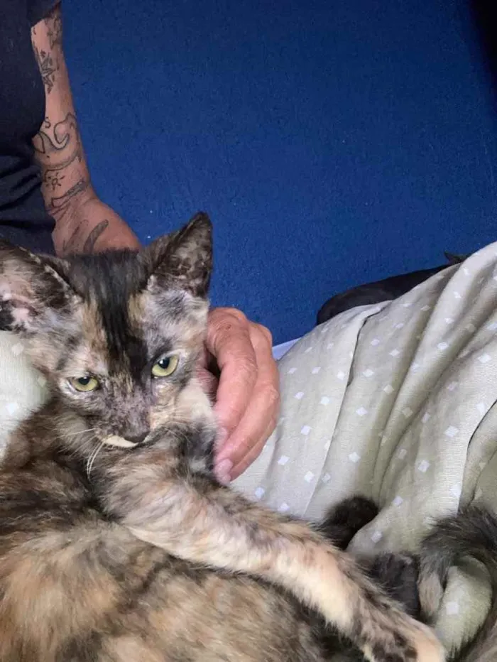 Gato ra a SRD idade Abaixo de 2 meses nome Maui 