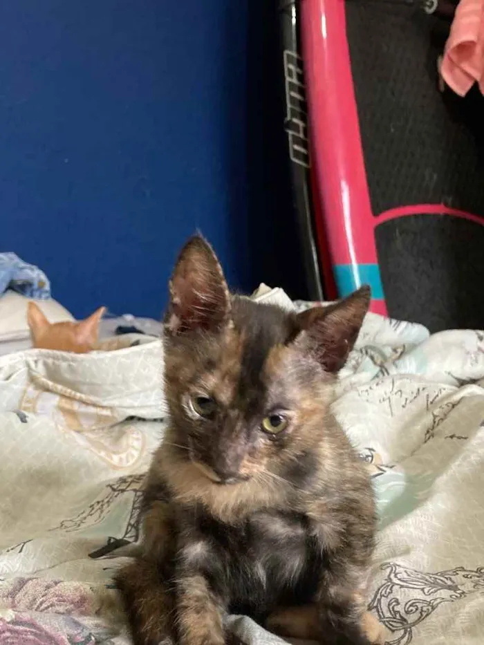 Gato ra a SRD idade Abaixo de 2 meses nome Maui 