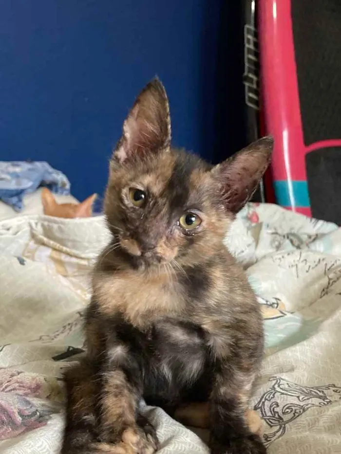 Gato ra a SRD idade Abaixo de 2 meses nome Maui 