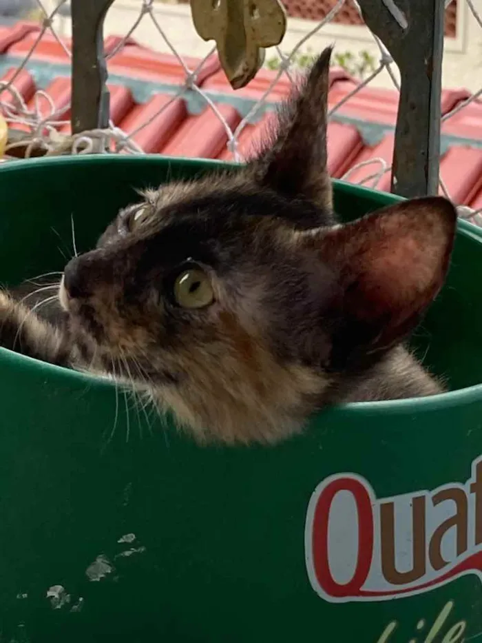 Gato ra a SRD idade Abaixo de 2 meses nome Maui 