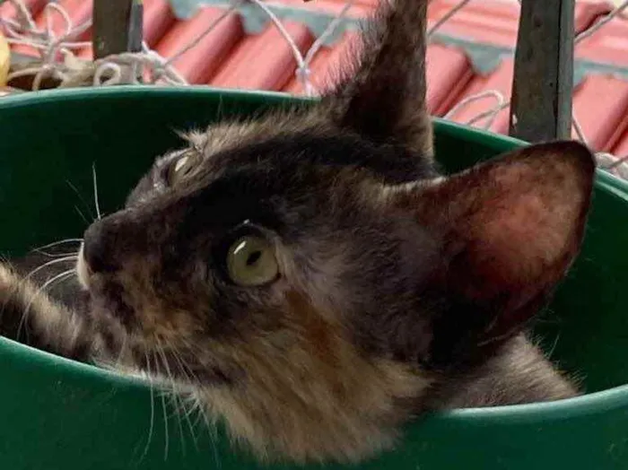 Gato ra a SRD idade Abaixo de 2 meses nome Maui 